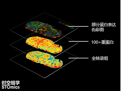 時空蛋白轉錄組Stereo-CITE產品方案