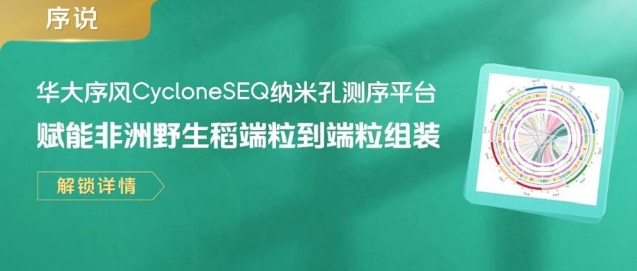 華大序風(fēng)CycloneSEQ納米孔測(cè)序平臺(tái)賦能非洲野生稻端粒到端粒組裝